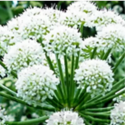 Angelica Root Extract